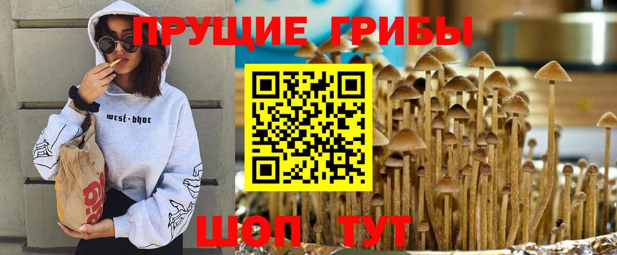 Галлюциногенные грибы Psilocybe Заволжье